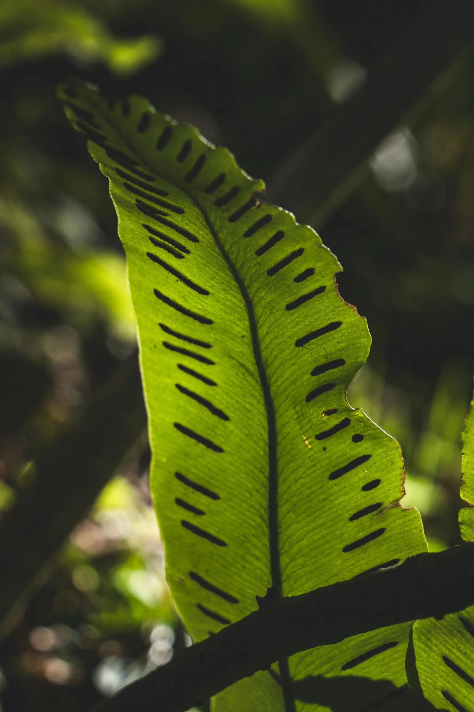 Rikunali - Géobiologue et Guérisseuse chamanique